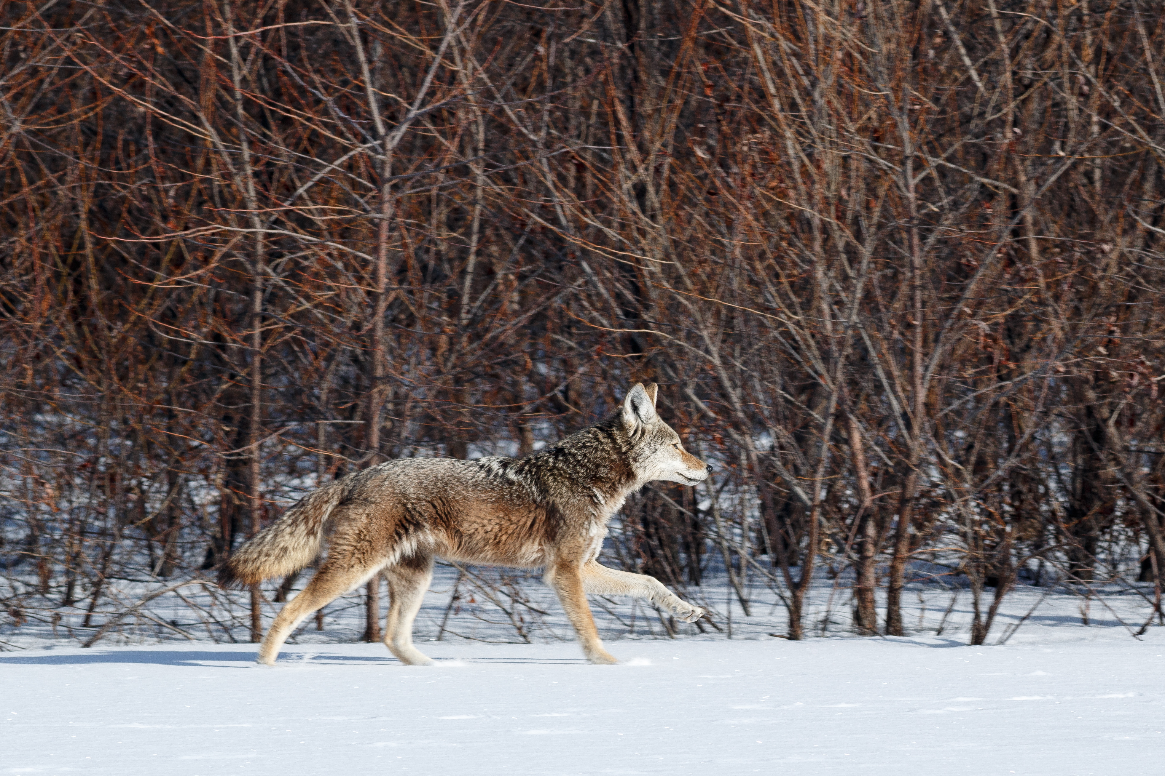 Coyote hunting in snow