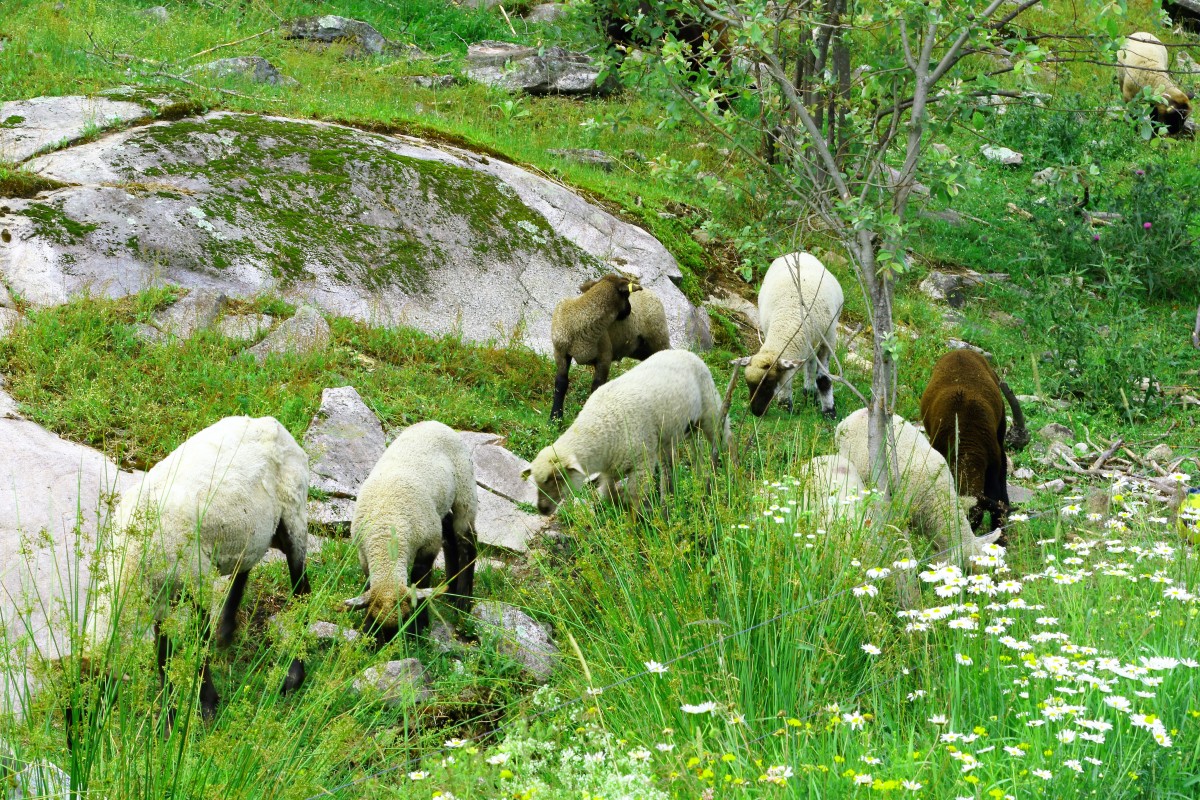 the Sheeps 3.jpg